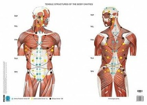 Manipolazione fasciale: parte internistica (poster)