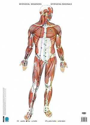 Manipolazione fasciale: apparato locomotore (poster)