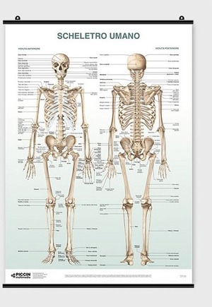 Poster scheletro umano