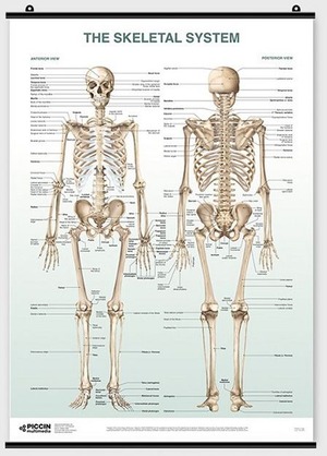 The skeletal system poster