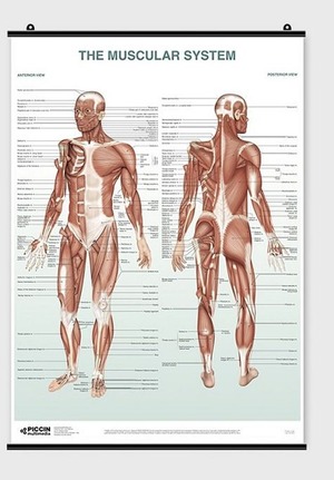 The muscular system