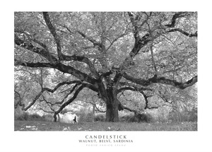 Candelstick. Walnut, Belvì, Sardinia. Ediz. italiana e inglese. Con stampa Fine Art