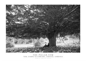 The Pillar-Yew. Yew, Campu Sa Carcara, Urzulei, Sardinia. Ediz. italiana e inglese. Con stampa Fine Art